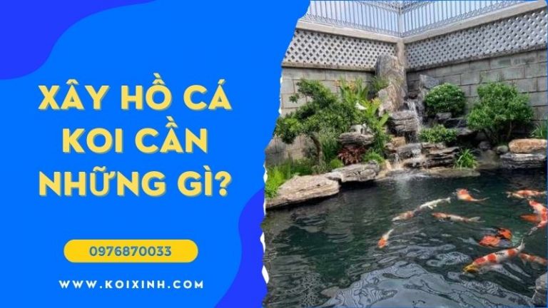 Xây Hồ Cá Koi Cần Những Gì? Xây Hồ Cá Koi Cần Những Gì?