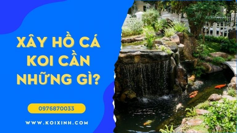 Xây Hồ Cá Koi Cần Những Gì? Xây Hồ Cá Koi Cần Những Gì?