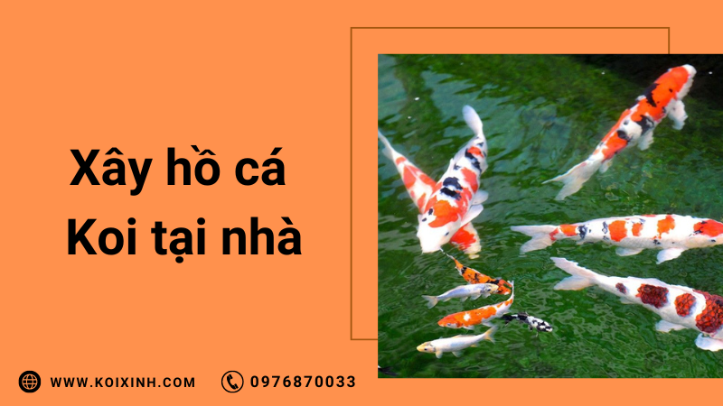 Xây Hồ Cá Koi Tại Nhà