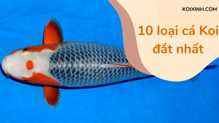 10 Loại Cá Koi đắt Nhất