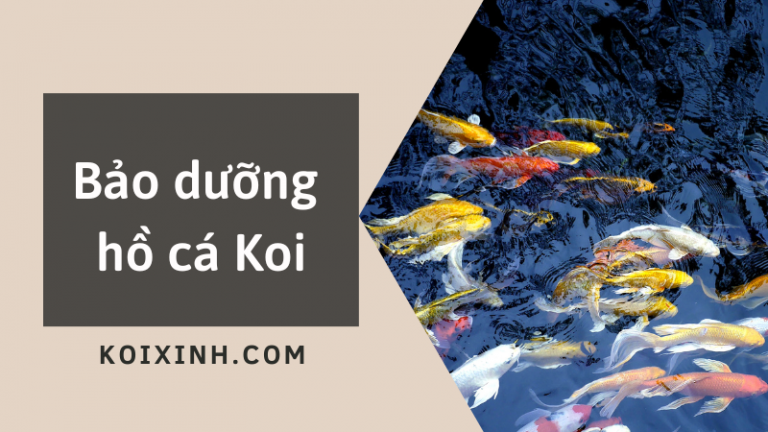 Một Số Kinh Nghiệm Giúp Bạn Bảo Dưỡng Hồ Cá Koi Một Số Kinh Nghiệm Giúp Bạn Bảo Dưỡng Hồ Cá Koi
