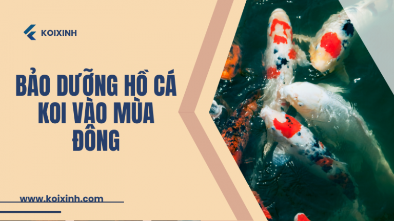 Cách Thực Hiện Bảo Dưỡng Hồ Cá Koi Vào Mùa đông