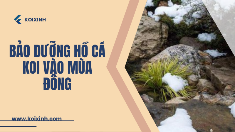 Cách Thực Hiện Bảo Dưỡng Hồ Cá Koi Vào Mùa đông