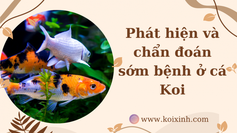 Phát Hiện Và Chẩn đoán Sớm Bệnh ở Cá Koi