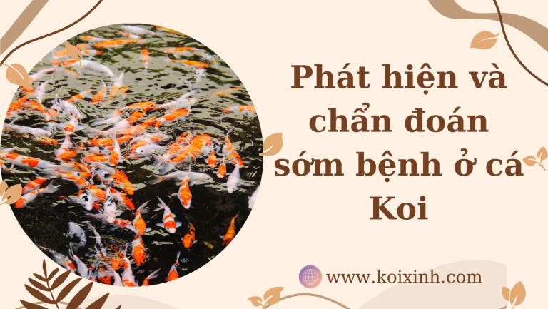 Phát Hiện Và Chẩn đoán Sớm Bệnh ở Cá Koi
