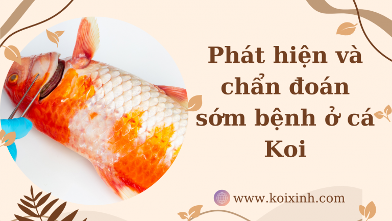 Phát Hiện Và Chẩn đoán Sớm Bệnh ở Cá Koi
