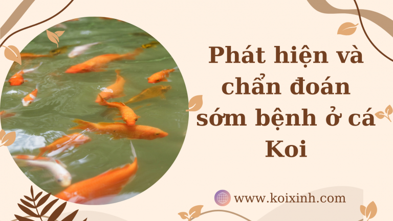 Phát Hiện Và Chẩn đoán Sớm Bệnh ở Cá Koi