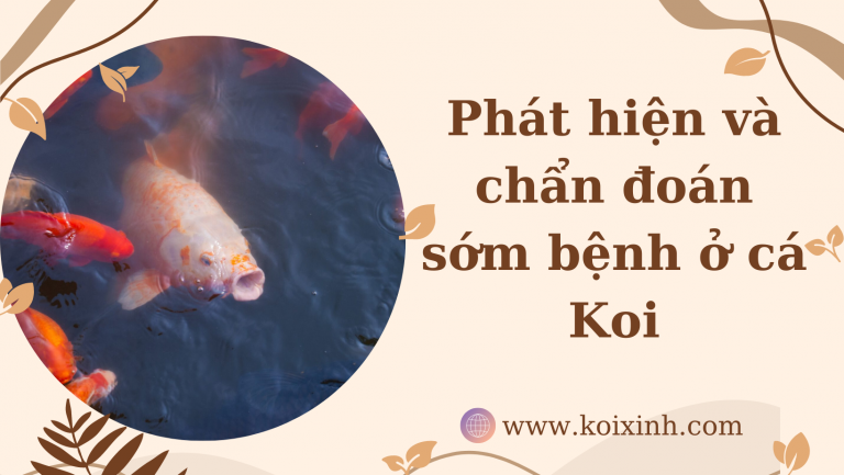 Phát Hiện Và Chẩn đoán Sớm Bệnh ở Cá Koi