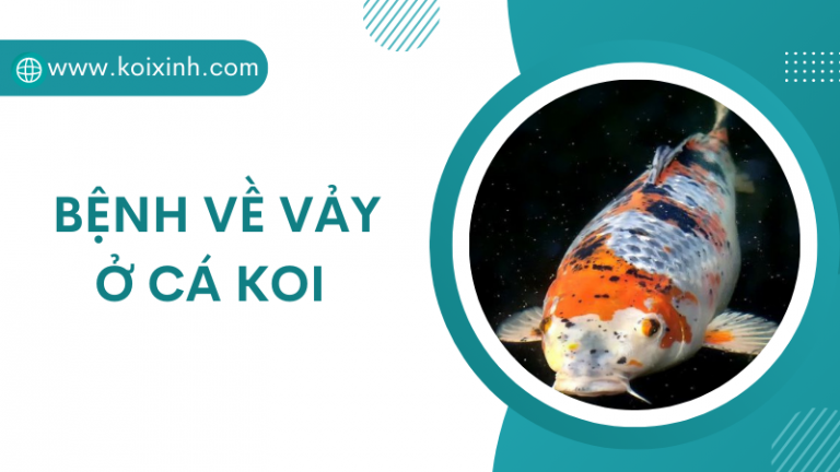 Các Dấu Hiệu Bệnh Về Vảy Của Cá Koi Các Dấu Hiệu Bệnh Về Vảy Của Cá Koi