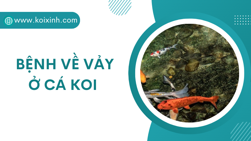 Các Dấu Hiệu Bệnh Về Vảy Của Cá Koi