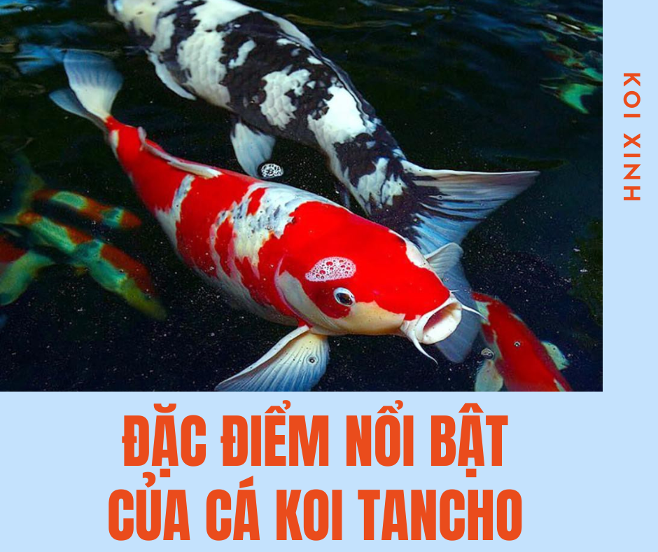 Những đặc điểm Nổi Bật Của Cá Koi Tancho