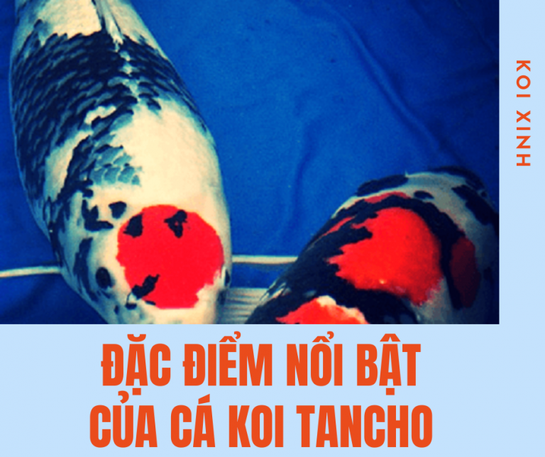 Những đặc điểm Nổi Bật Của Cá Koi Tancho