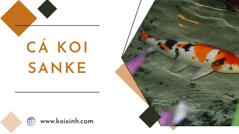 Mọi điều Cần Biết Về Cá Koi Sanke