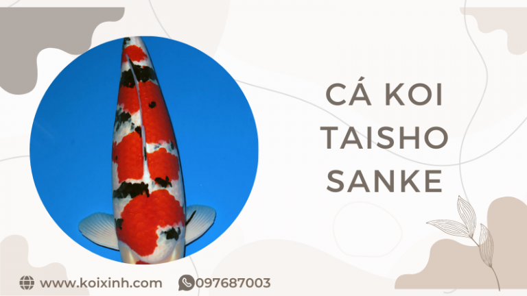 Giới Thiệu Về Cá Koi Taisho Sanke
