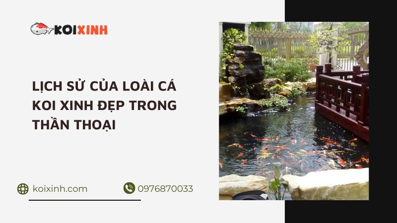 Làm Thế Nào để Xây Dựng Một Hồ Cá Koi