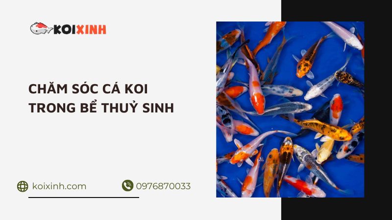 Chăm Sóc Cá Koi Trong Bể Thuỷ Sinh
