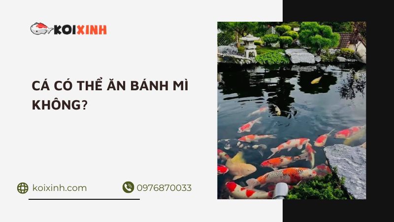 Cá Có Thể Ăn Bánh Mì Không? Tại Sao Thức ăn Phổ Biến Này Lại Giết Cá Của Bạn (và Ao Của Bạn)