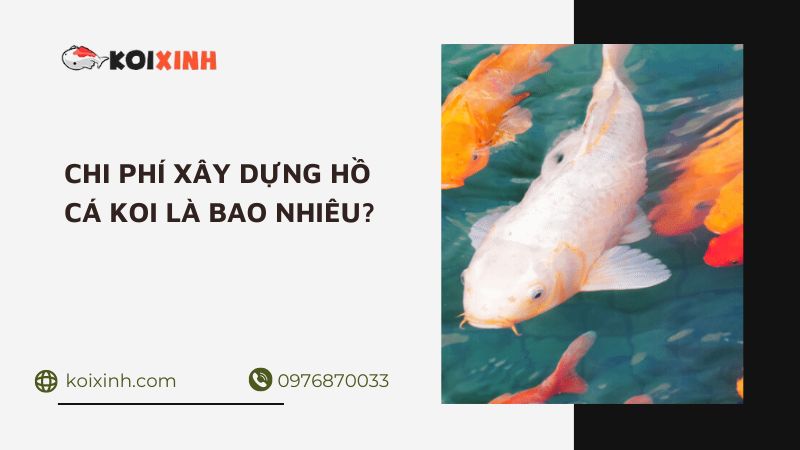 Chi Phí Xây Dựng Ao Là Bao Nhiêu?