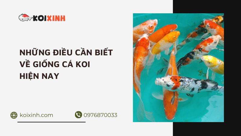 Những điều Cần Biết Về Giống Cá Koi Hiện Nay