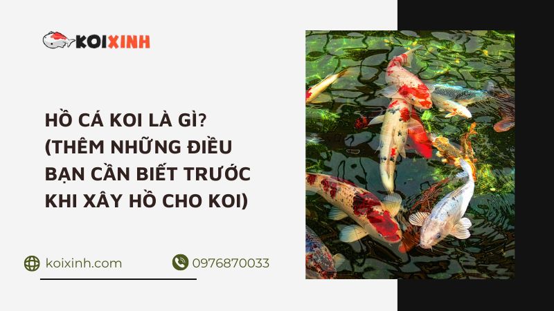 Hồ Cá Koi Là Gì? (thêm Những điều Bạn Cần Biết Trước Khi Xây Hồ Cho Koi)