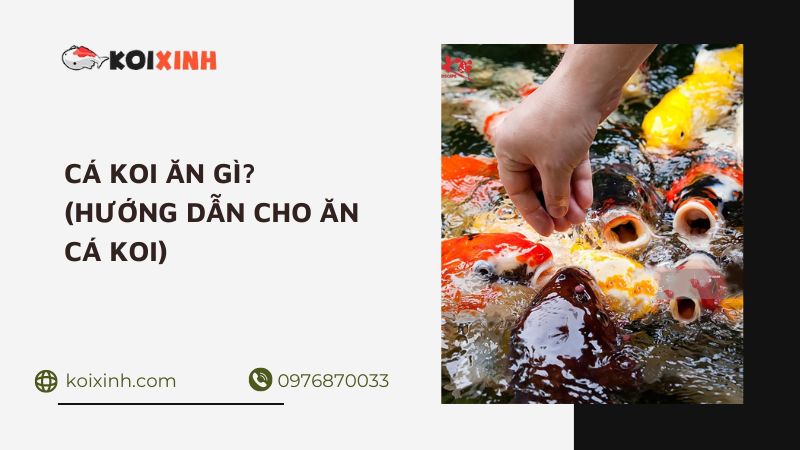 Cá Koi ăn Gì (hướng Dẫn Cho ăn Cá Koi)