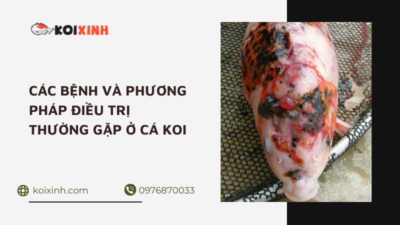 Các Bệnh Và Phương Pháp điều Trị Thường Gặp ở Koi