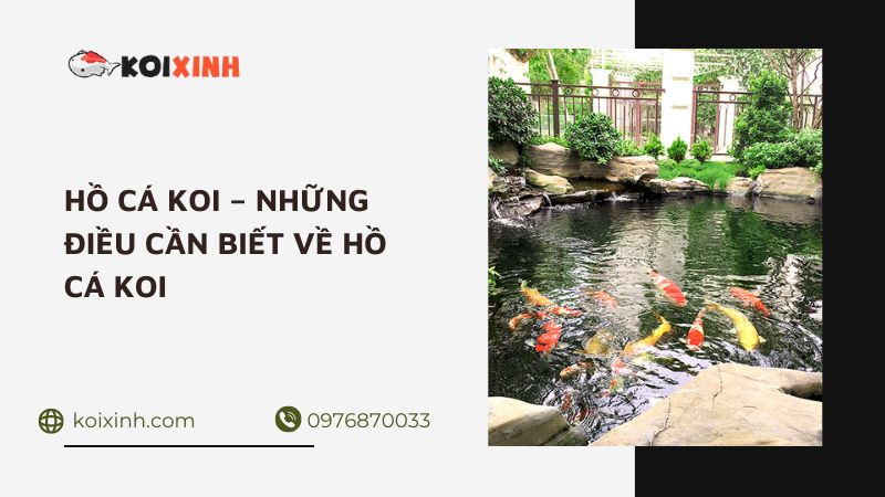 Hồ Cá Koi – Những điều Cần Biết Về Hồ Cá Koi