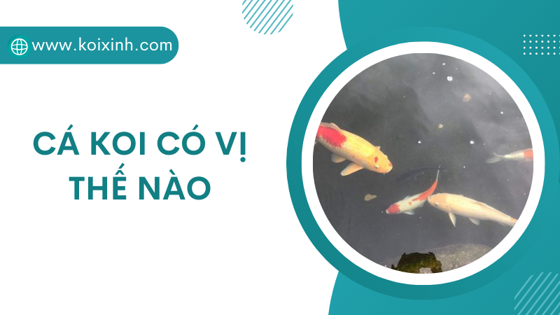 Ăn Cá Koi Có Vị Như Thế Nào?