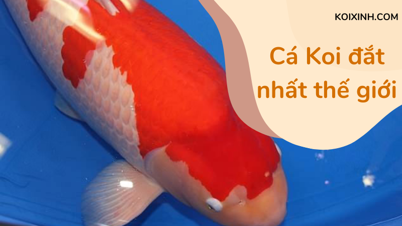 Thị Trường Cá Koi đắt Nhất Thế Giới, Giá 41 Tỷ đồng