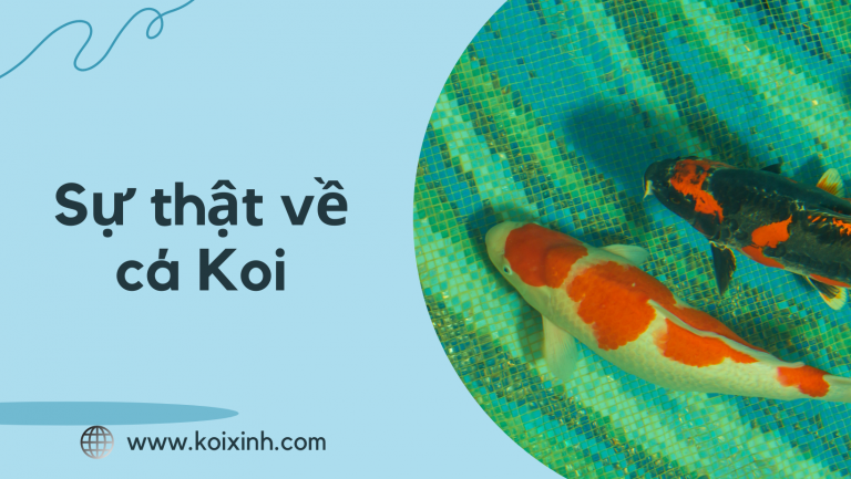 Sự Thật Về Cá Koi Sự Thật Về Cá Koi