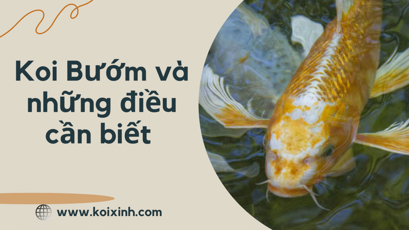 Butterfly Koi: Koi Bướm Là Gì Và Cách Chăm Sóc Chúng