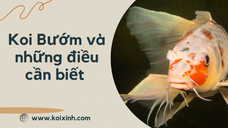 Những cái vây của Koi Bướm