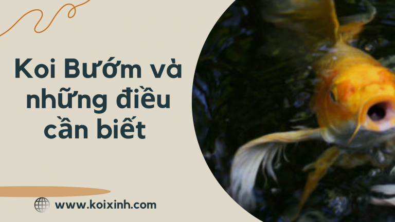 Vẻ đẹp của Koi bướm đen