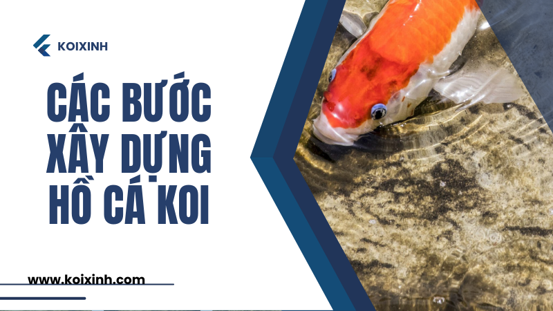 Hướng Dẫn Từng Bước Xây Dựng Hồ Cá Koi