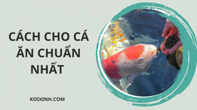 Bạn đã Biết Cách Cho Cá ăn Chuẩn Nhất? Bạn đã Biết Cách Cho Cá ăn Chuẩn Nhất?
