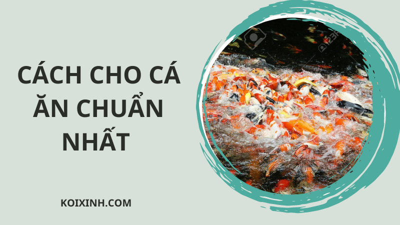 Bạn đã Biết Cách Cho Cá ăn Chuẩn Nhất?