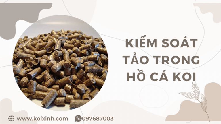 Hướng Dẫn Cách Kiểm Soát Tảo Trong Hồ Cá Koi