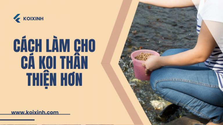 Làm Thế Nào để Làm Cho Koi Thân Thiện (hướng Dẫn Cho ăn Bằng Tay)