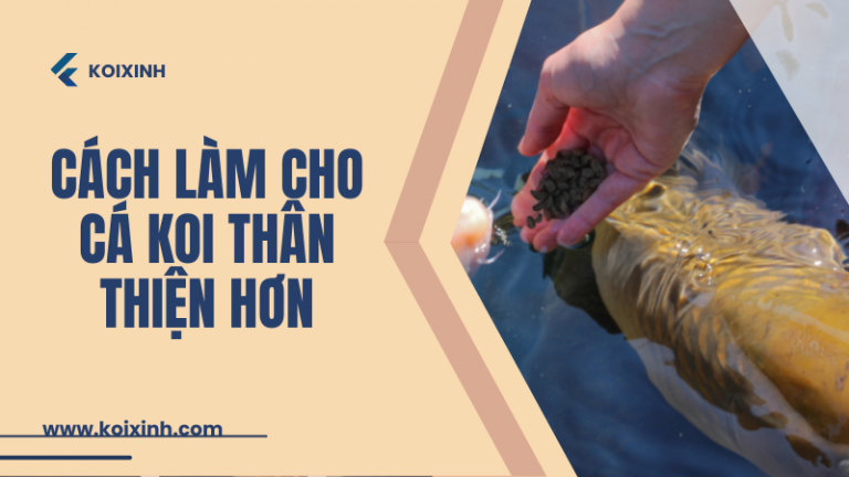 Làm Thế Nào để Làm Cho Koi Thân Thiện (hướng Dẫn Cho ăn Bằng Tay)