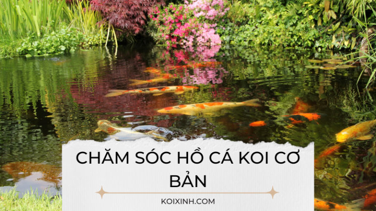 Hướng Dẫn Chăm Sóc Hồ Cá Koi Cơ Bản Hướng Dẫn Chăm Sóc Hồ Cá Koi Cơ Bản