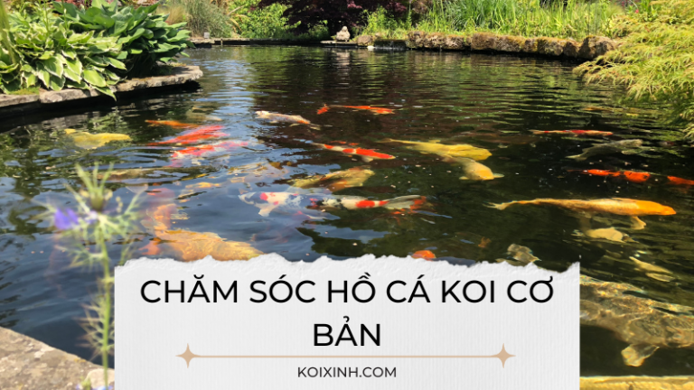 Hướng Dẫn Chăm Sóc Hồ Cá Koi Cơ Bản Hướng Dẫn Chăm Sóc Hồ Cá Koi Cơ Bản