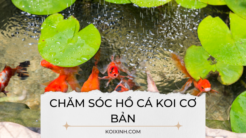 Hướng Dẫn Chăm Sóc Hồ Cá Koi Cơ Bản