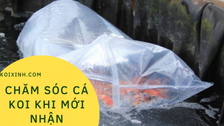 Cách Chăm Sóc Cá Koi Sau Khi Mới Nhận được