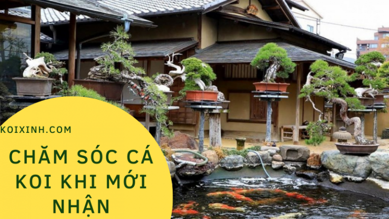 Cách Chăm Sóc Cá Koi Sau Khi Mới Nhận được