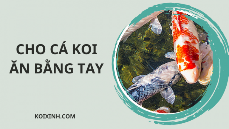 Hướng Dẫn Cách Cho Cá Koi ăn Bằng Tay