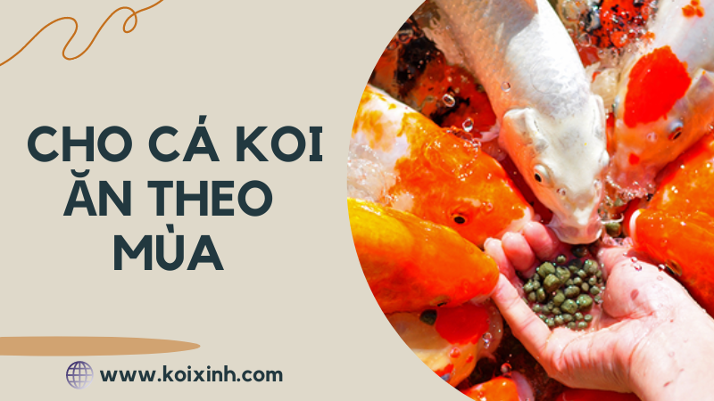 Hướng Dẫn Cách Cho Cá Koi ăn Trong Các Mùa Khác Nhau