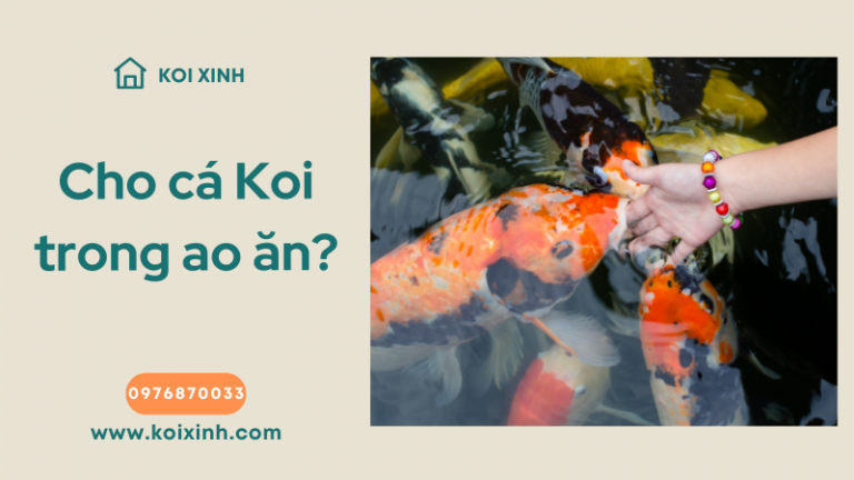 Bạn Có Phải Cho Cá Koi Trong Ao ăn? (mẹo Quan Trọng)
