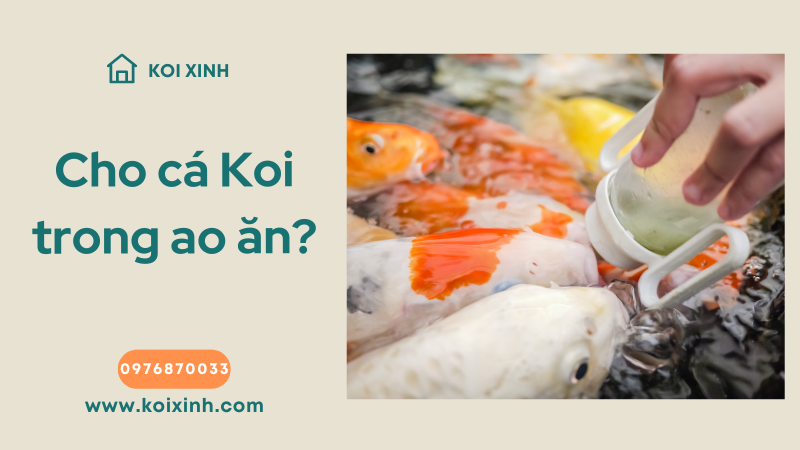 Bạn Có Phải Cho Cá Koi Trong Ao ăn? (mẹo Quan Trọng)