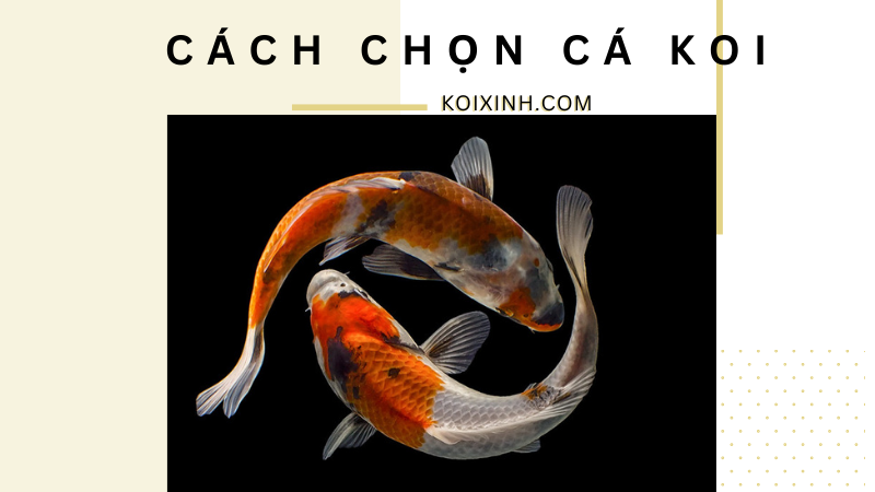 Cách Chọn Cá Koi