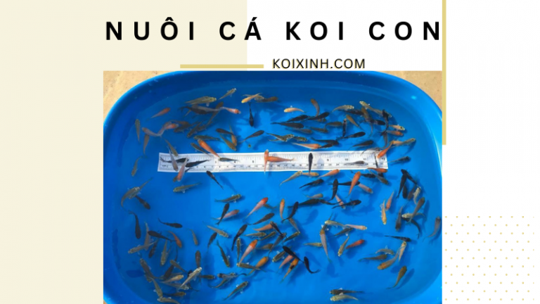 Nuôi Cá Koi Con Nuôi Cá Koi Con